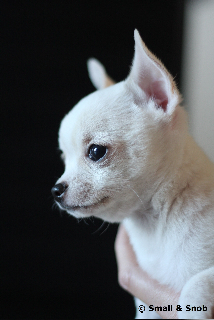 Small And Snob Junior