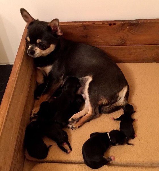 Chiots Ixia née le 22 avril 2015