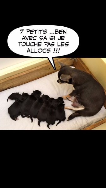 Humour