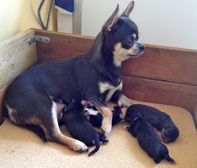 Chiots Ixia nés le 30 août 2014